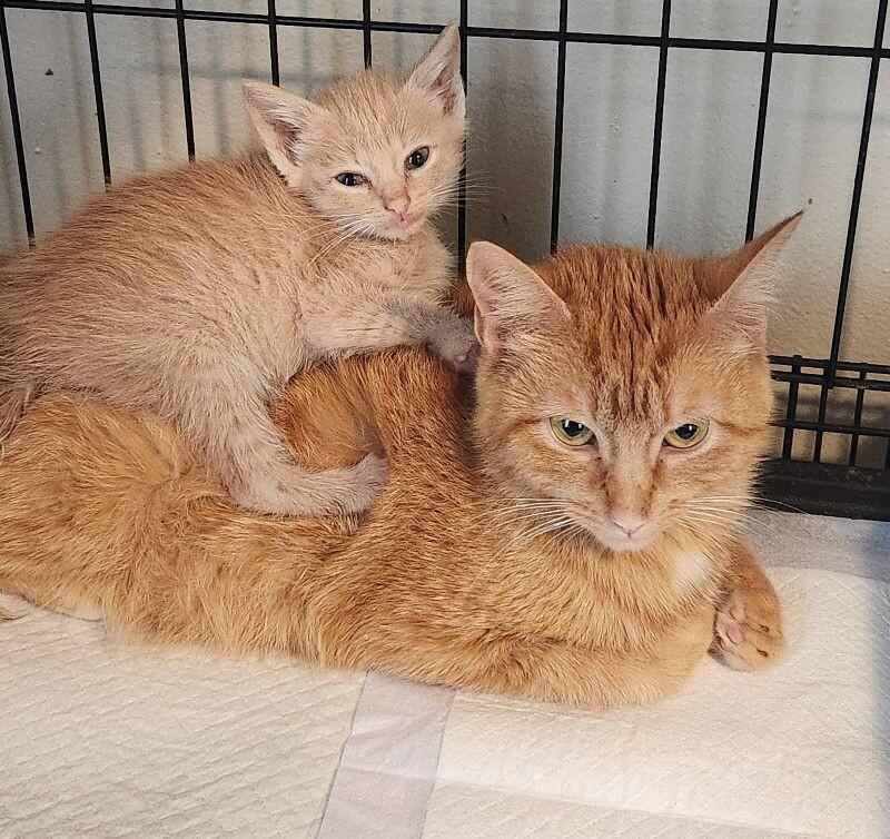 Casserole Dish, Adoptable, Adult Female Domestic Short Hair.