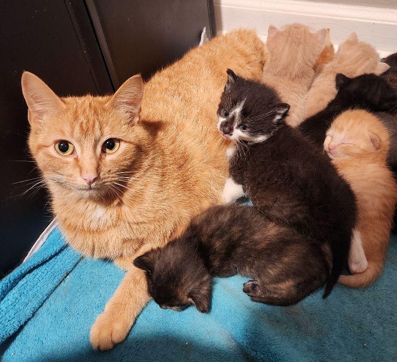 Casserole Dish, a Adoptable Domestic Short Hair in Grand Rapids, MI image 2/4
