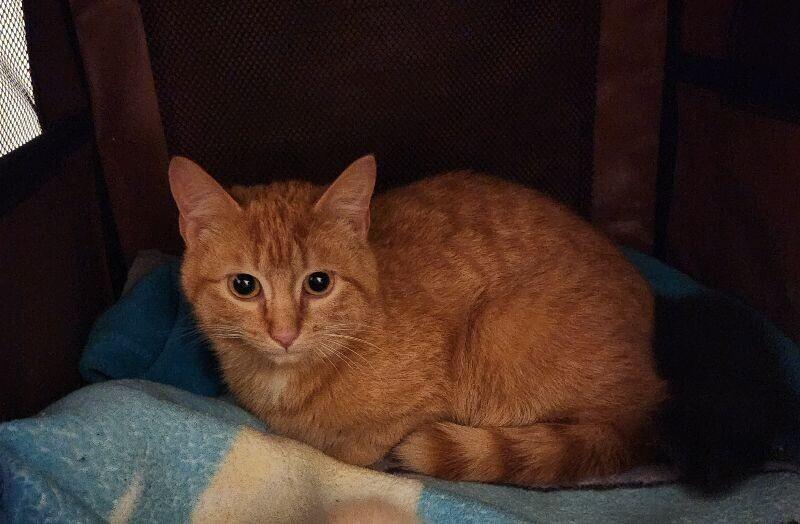 Casserole Dish, a Adoptable Domestic Short Hair in Grand Rapids, MI image 3/4