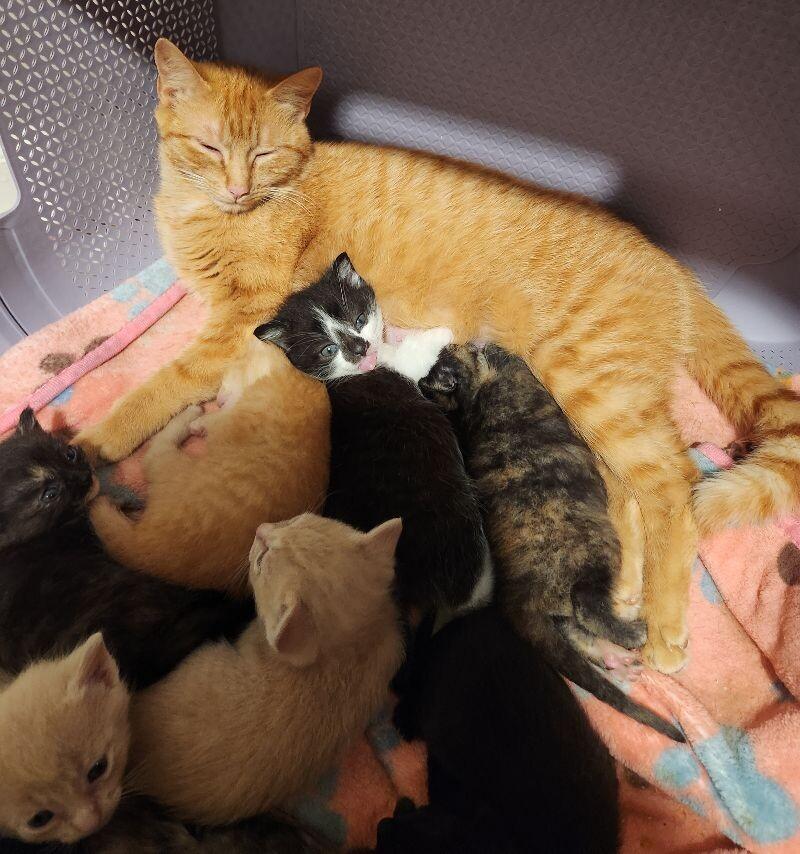 Casserole Dish, a Adoptable Domestic Short Hair in Grand Rapids, MI image 4/4