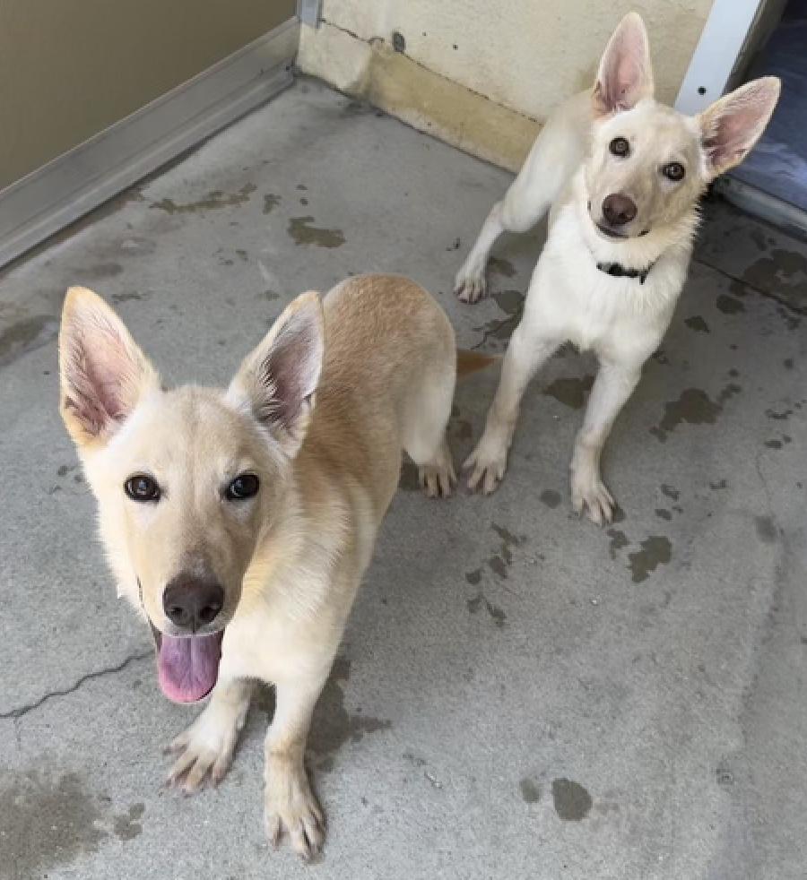 Mallory & Marsha, Young Female Shepherd