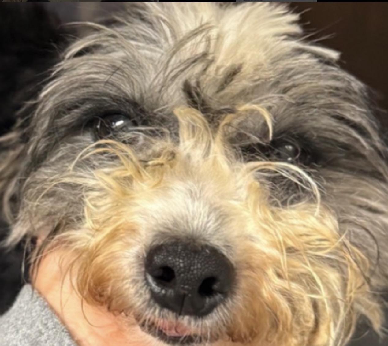 Enlarge Clara, a ADOPTABLE Shih Tzu in Cary, NC image 1/2