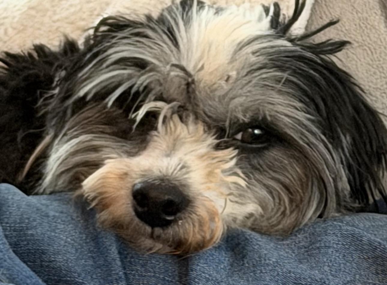 Enlarge Clara, a ADOPTABLE Shih Tzu in Cary, NC image 2/2