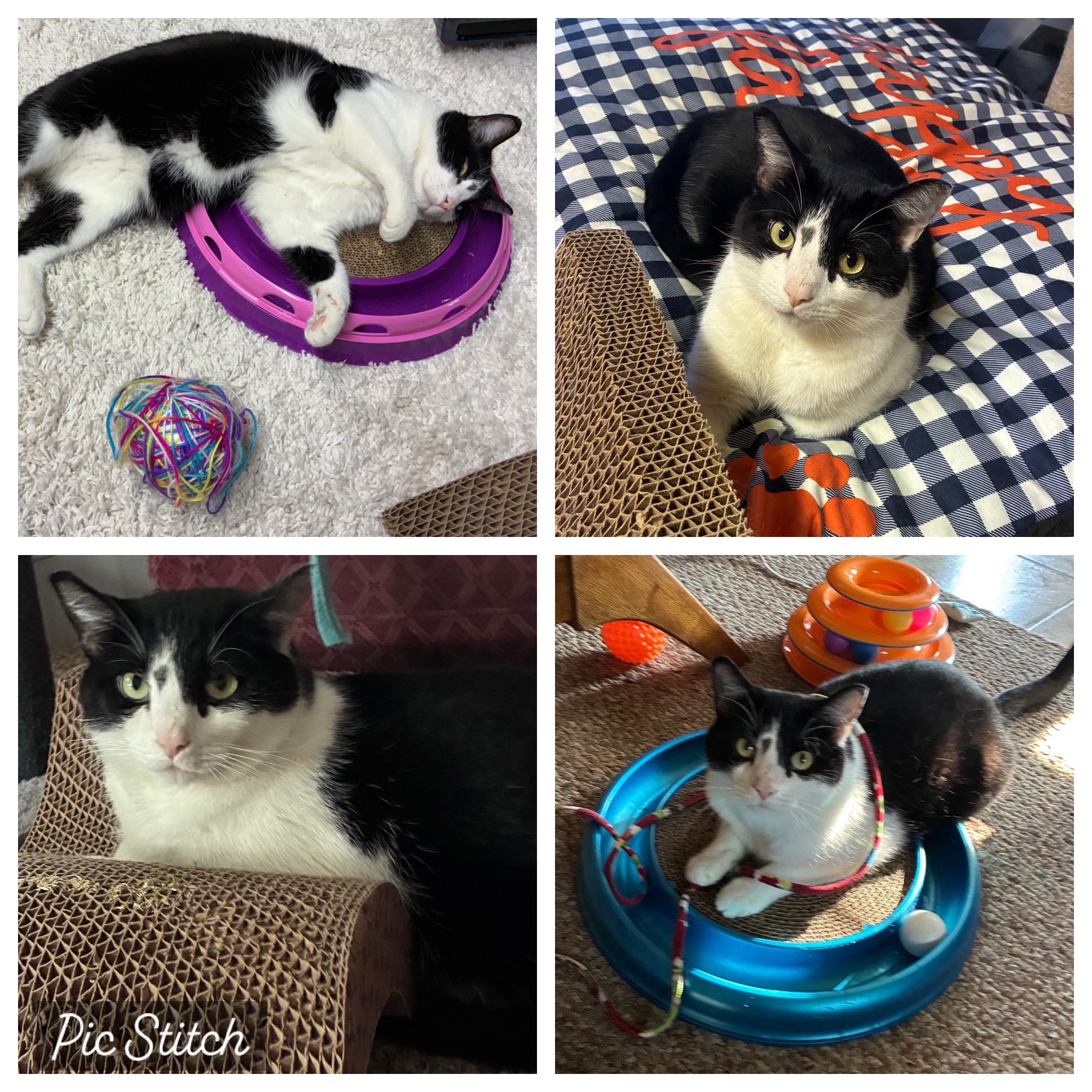 Madeleine, Adoptable, Young Female Domestic Short Hair.