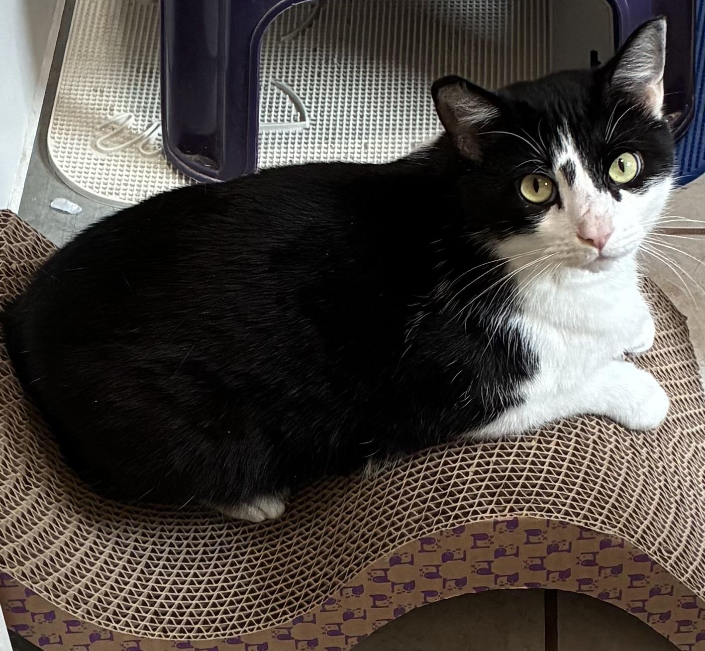 Madeleine, Adoptable, Adult Female Domestic Short Hair.