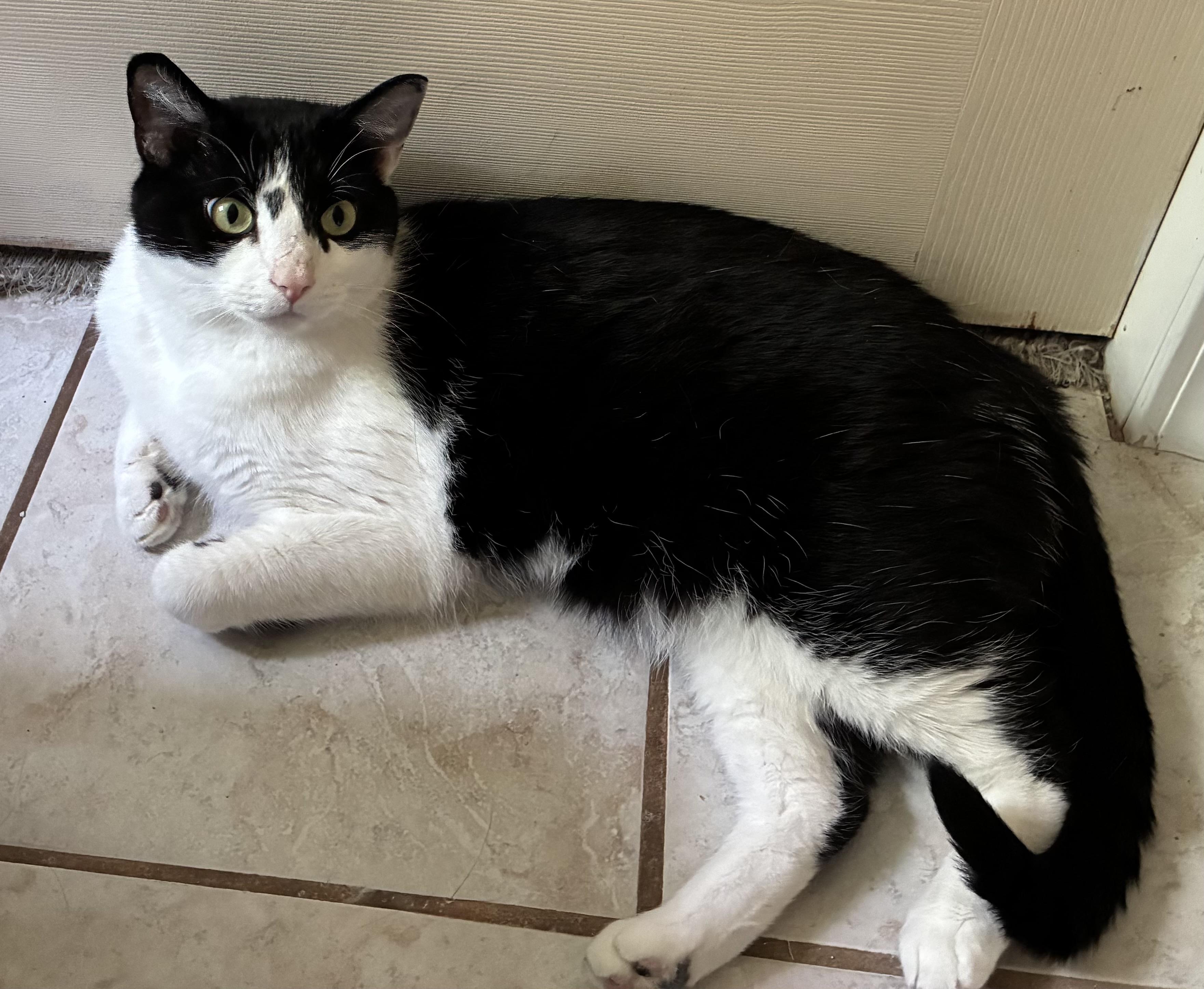 Enlarge Madeleine, a Adoptable Domestic Short Hair in Roachdale, IN image 3/6