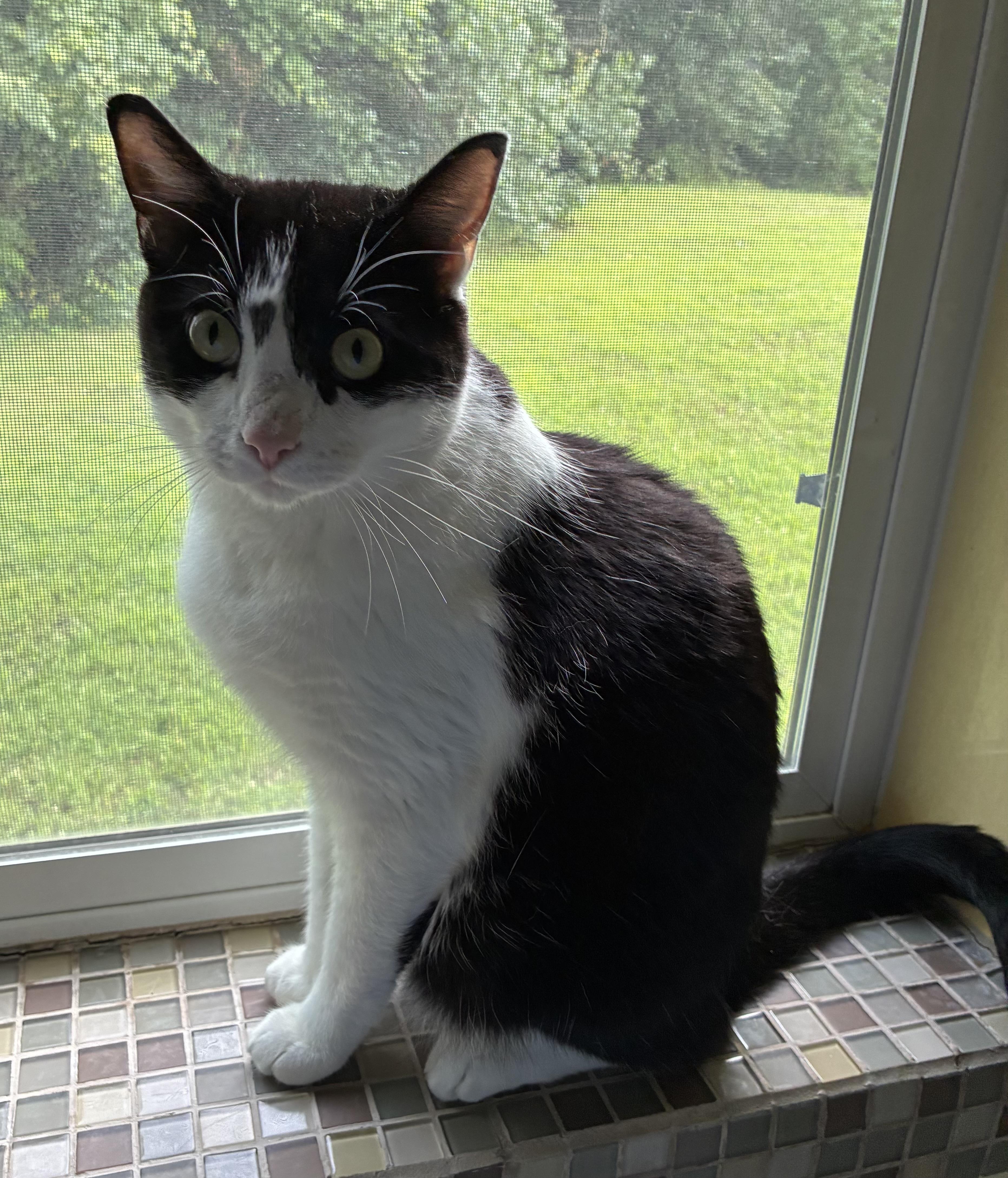 Enlarge Madeleine, a Adoptable Domestic Short Hair in Roachdale, IN image 5/6