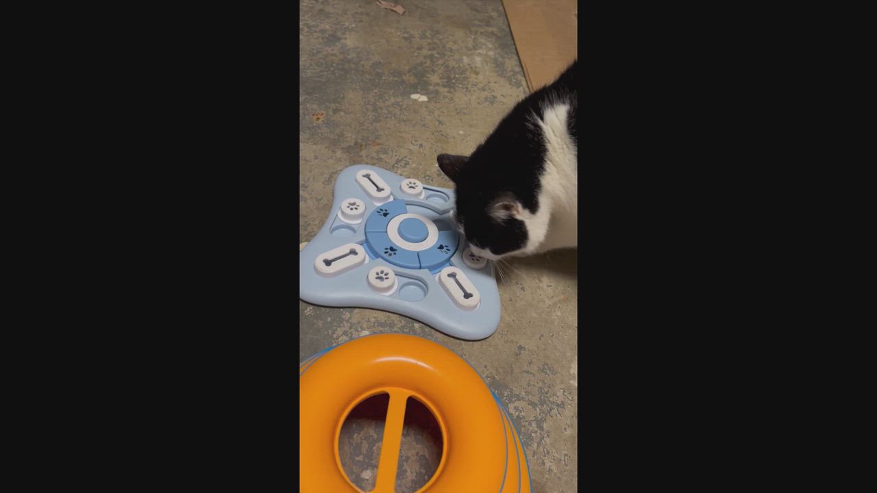 Enlarge Madeleine, a Adoptable Domestic Short Hair in Roachdale, IN video 6/6