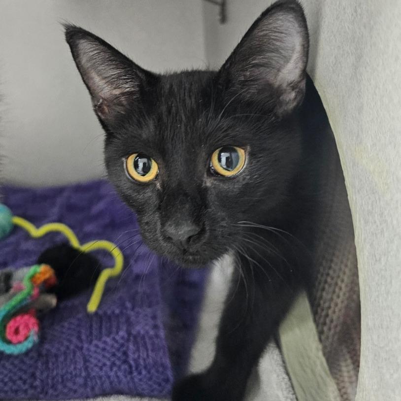 Baker (and Jubie), Adoptable, Kitten Male Domestic Short Hair.