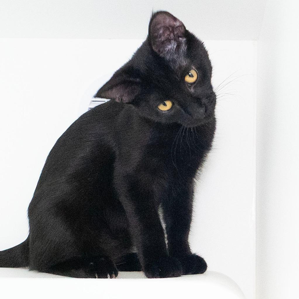 Enlarge Baker (and Jubie), a Adoptable mixed breed in Shoreline, WA image 5/6