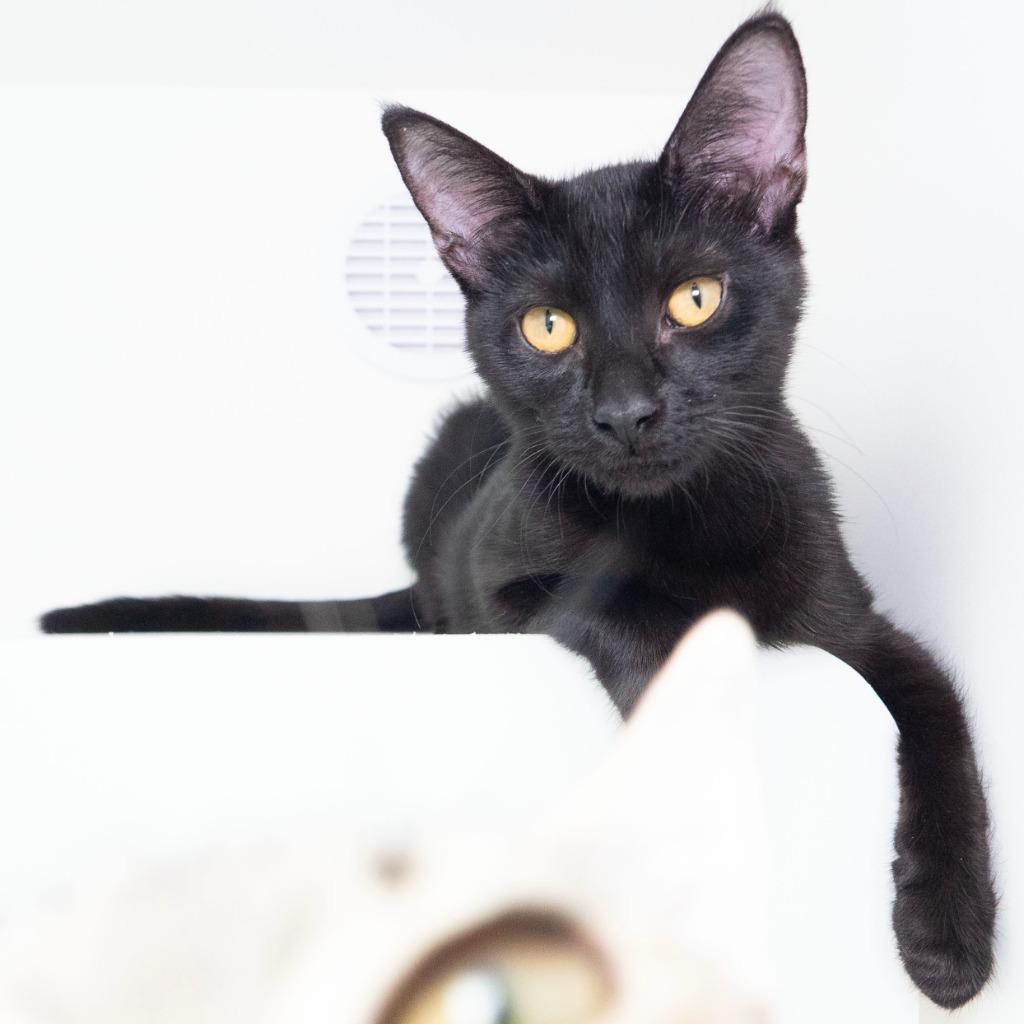 Enlarge Baker (and Jubie), a Adoptable mixed breed in Shoreline, WA image 6/6