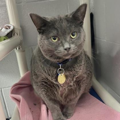 Enlarge Grape, a ADOPTABLE Domestic Short Hair in Lansing, MI image 3/3