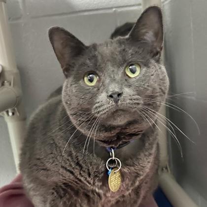 Enlarge Grape, a ADOPTABLE Domestic Short Hair in Lansing, MI image 2/3
