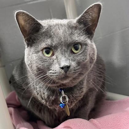 Grape, ADOPTABLE, Adult Female Domestic Short Hair.