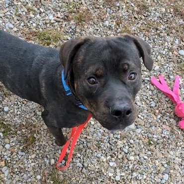 Enlarge Teddy Graham, a ADOPTABLE mixed breed in Ithaca, NY image 1/2