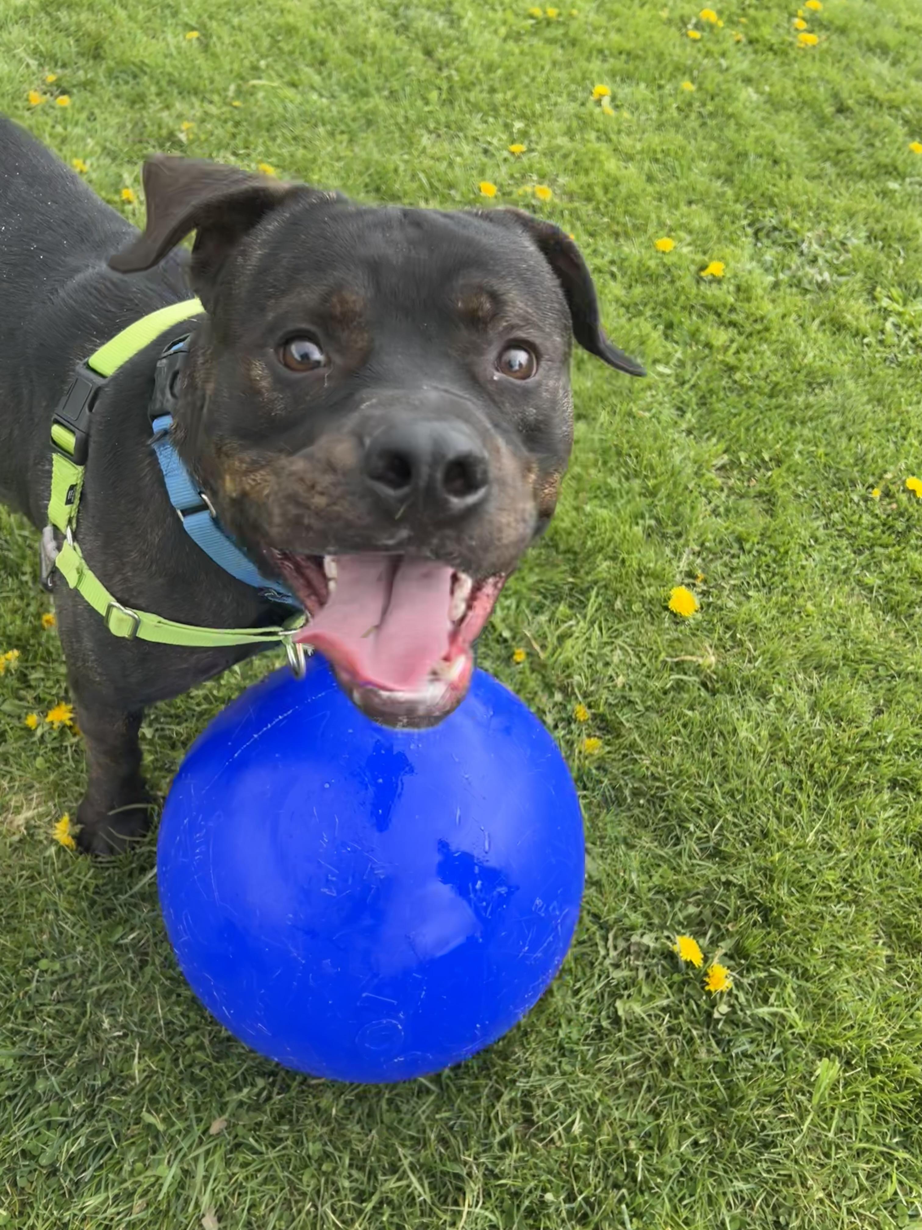 Teddy Graham, a ADOPTABLE mixed breed in Ithaca, NY image 3/3