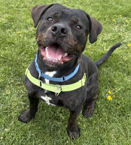 Teddy Graham, ADOPTABLE, Young Male Rottweiler.