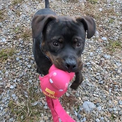 Enlarge Teddy Graham, a ADOPTABLE mixed breed in Ithaca, NY image 2/2