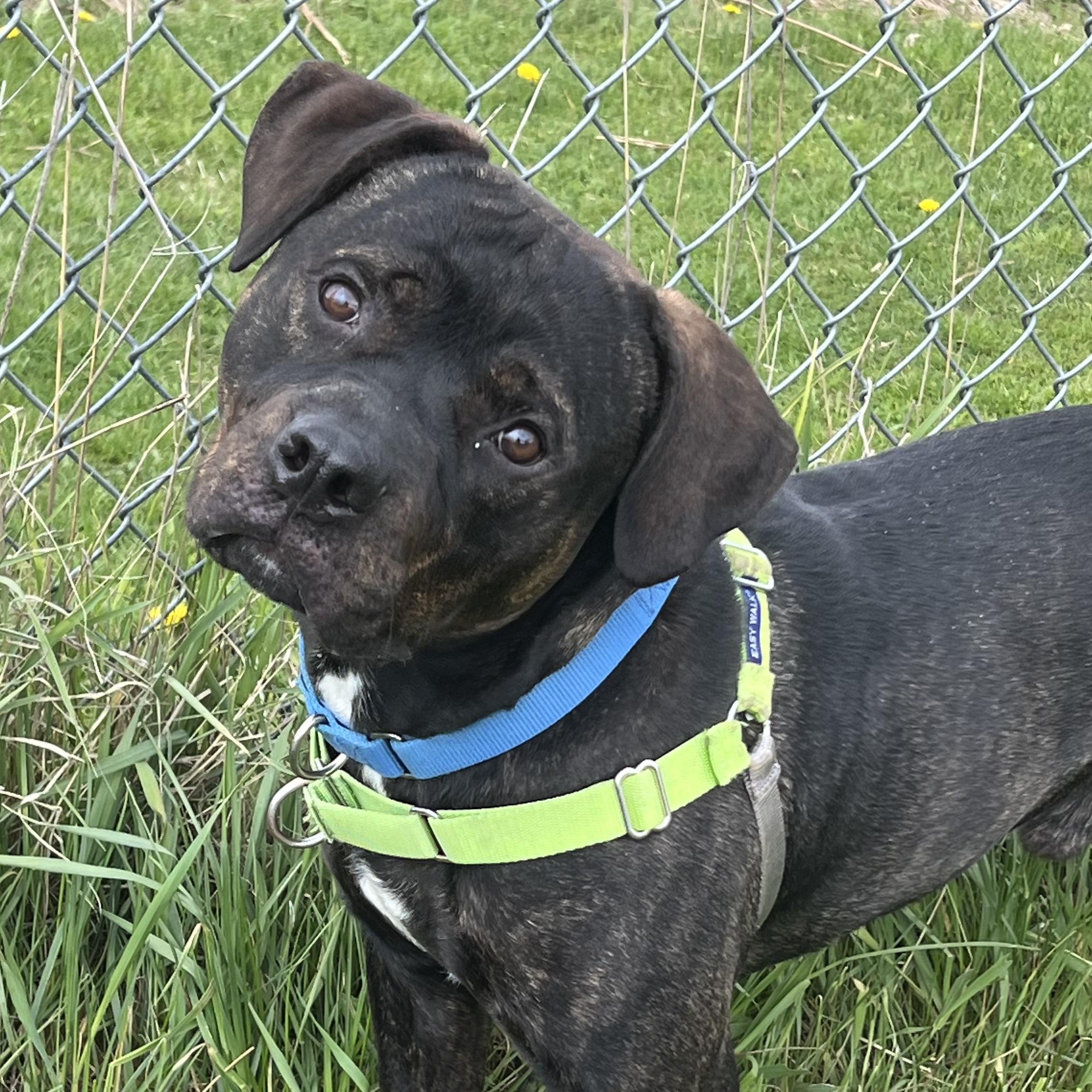 Teddy Graham, a ADOPTABLE mixed breed in Ithaca, NY image 2/3