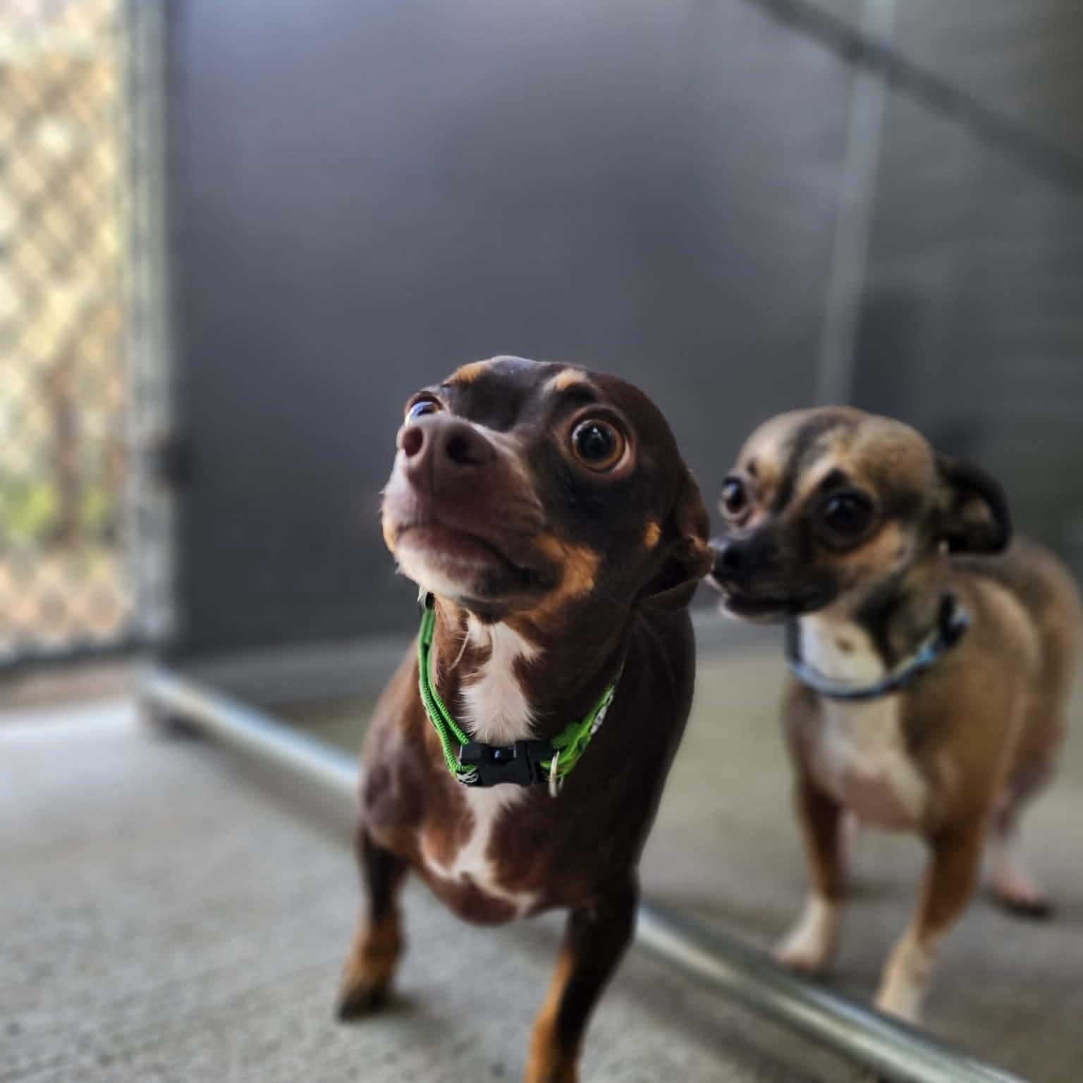 Luna & Lillianne BONDED PAIR, Adoptable, Adult Female Chihuahua.