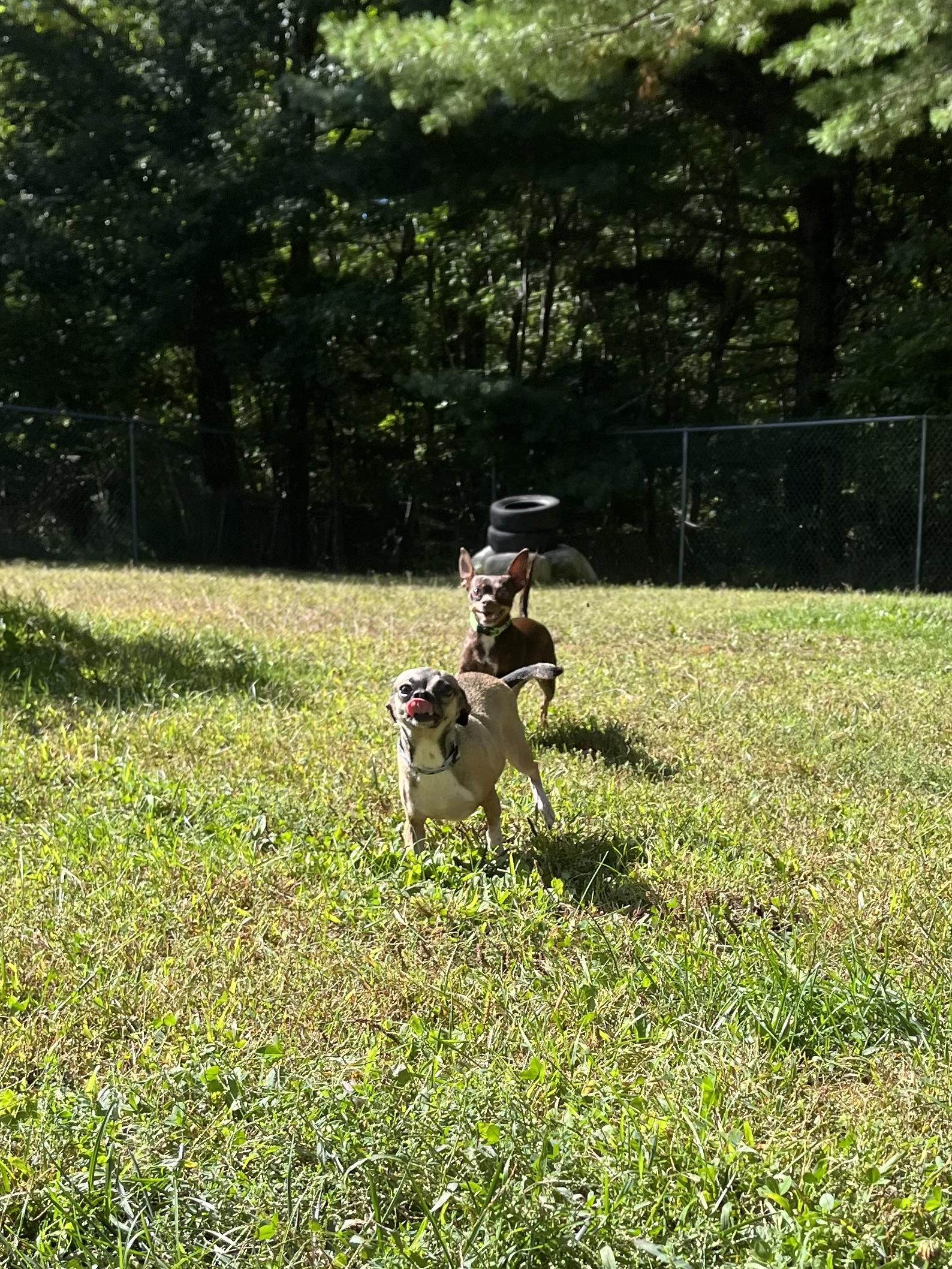 Enlarge Luna & Lillianne BONDED PAIR, a Adoptable Chihuahua in Cherryfield, ME image 6/6