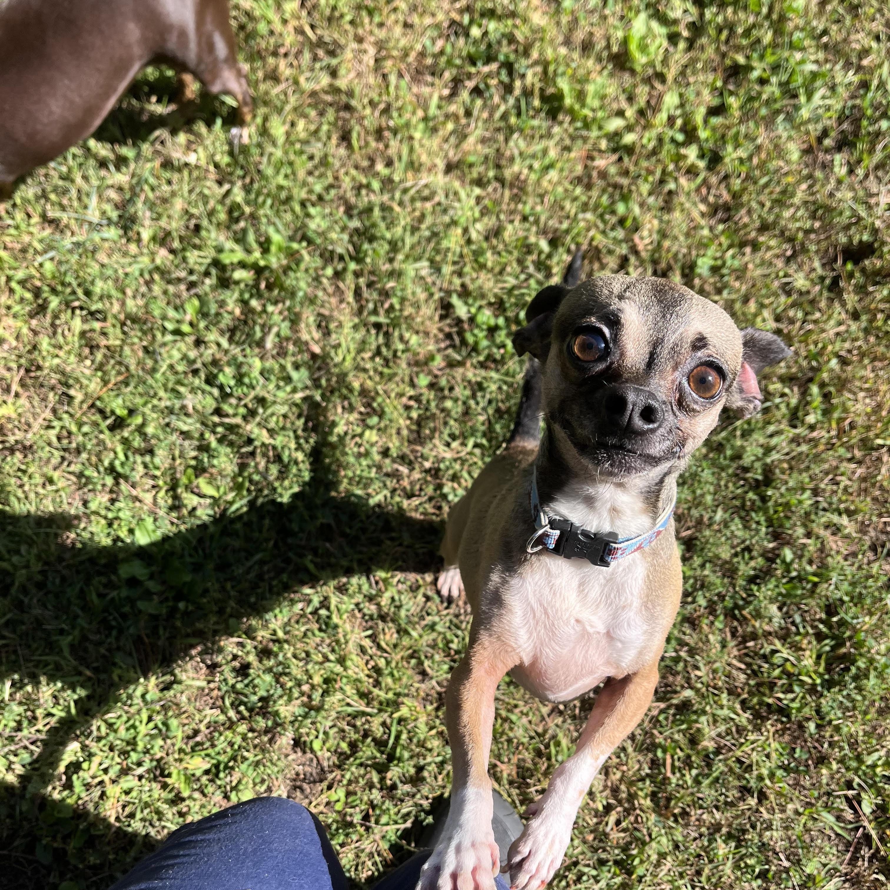 Enlarge Luna & Lillianne BONDED PAIR, a Adoptable Chihuahua in Cherryfield, ME image 5/6