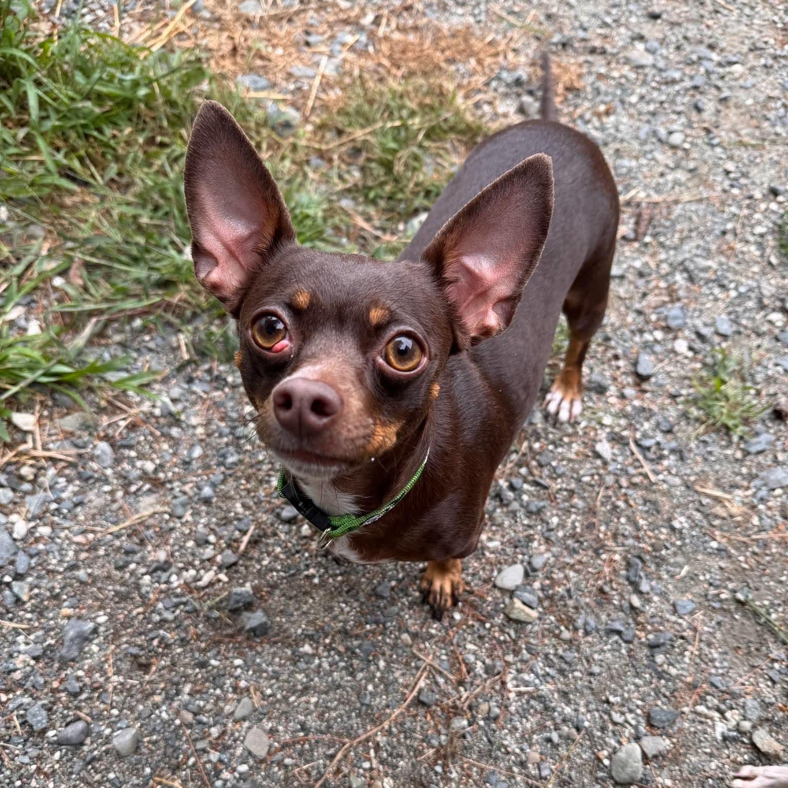 Enlarge Luna & Lillianne BONDED PAIR, a Adoptable Chihuahua in Cherryfield, ME image 3/6