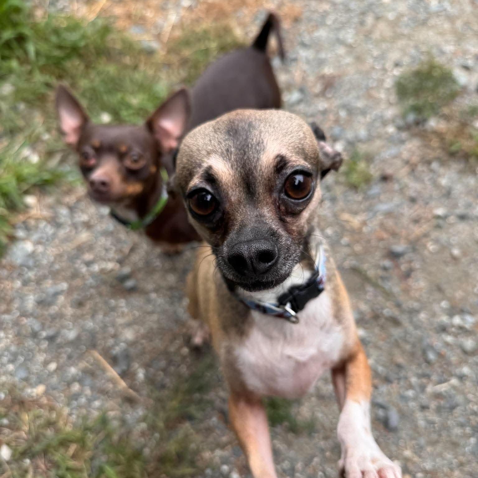 Enlarge Luna & Lillianne BONDED PAIR, a Adoptable Chihuahua in Cherryfield, ME image 4/6