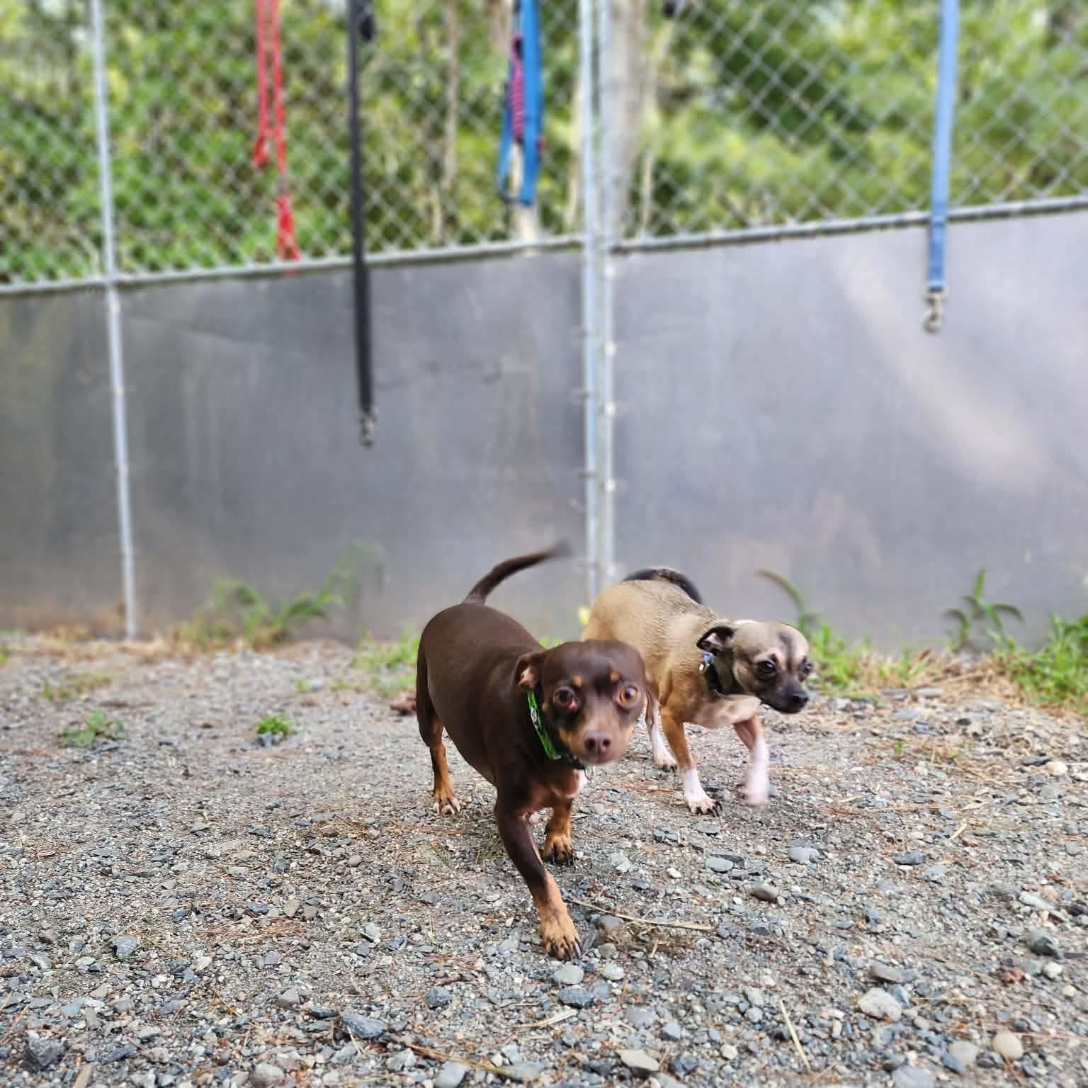 Enlarge Luna & Lillianne BONDED PAIR, a Adoptable Chihuahua in Cherryfield, ME image 2/6