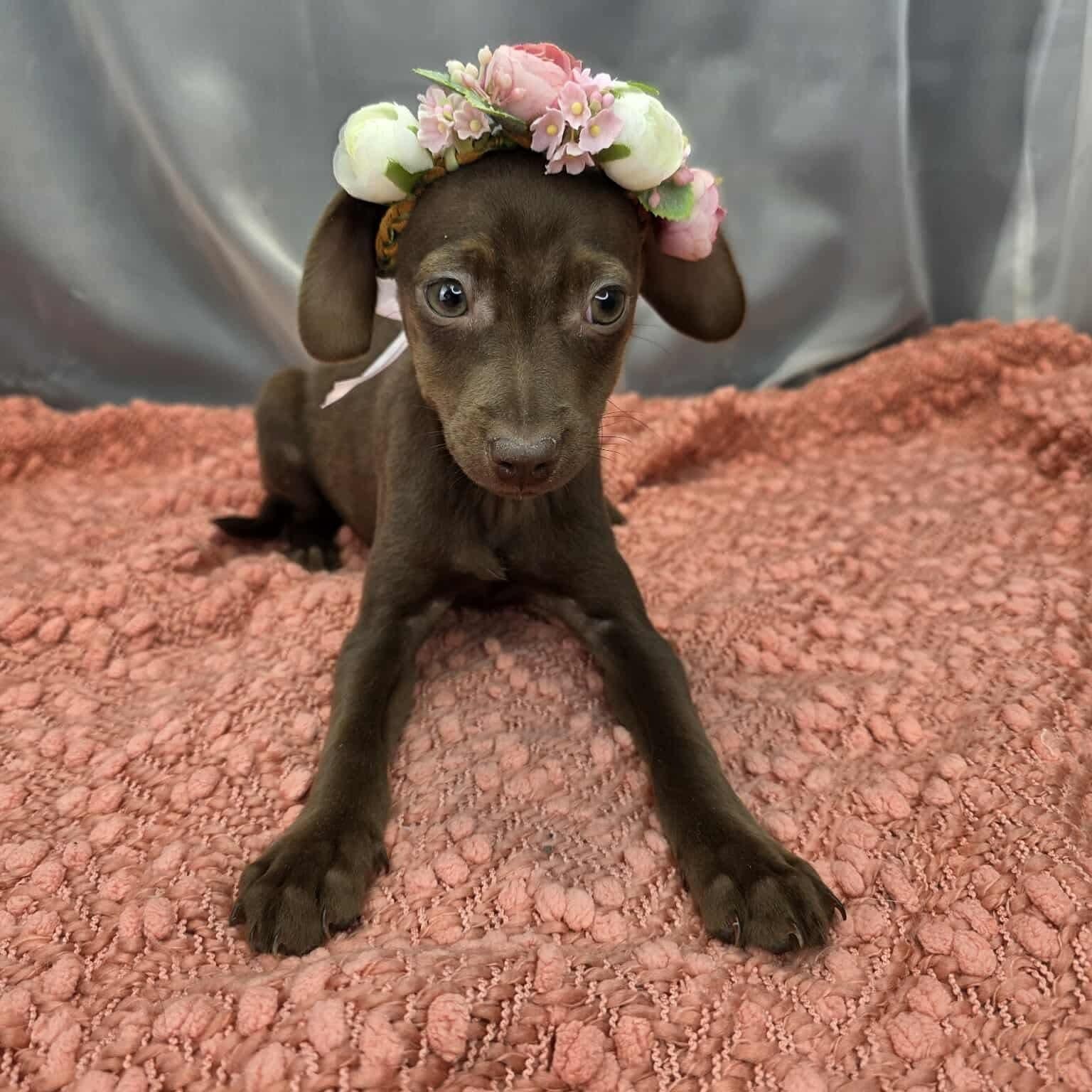 Relish, Adoptable, Puppy Female Chihuahua & Dachshund.