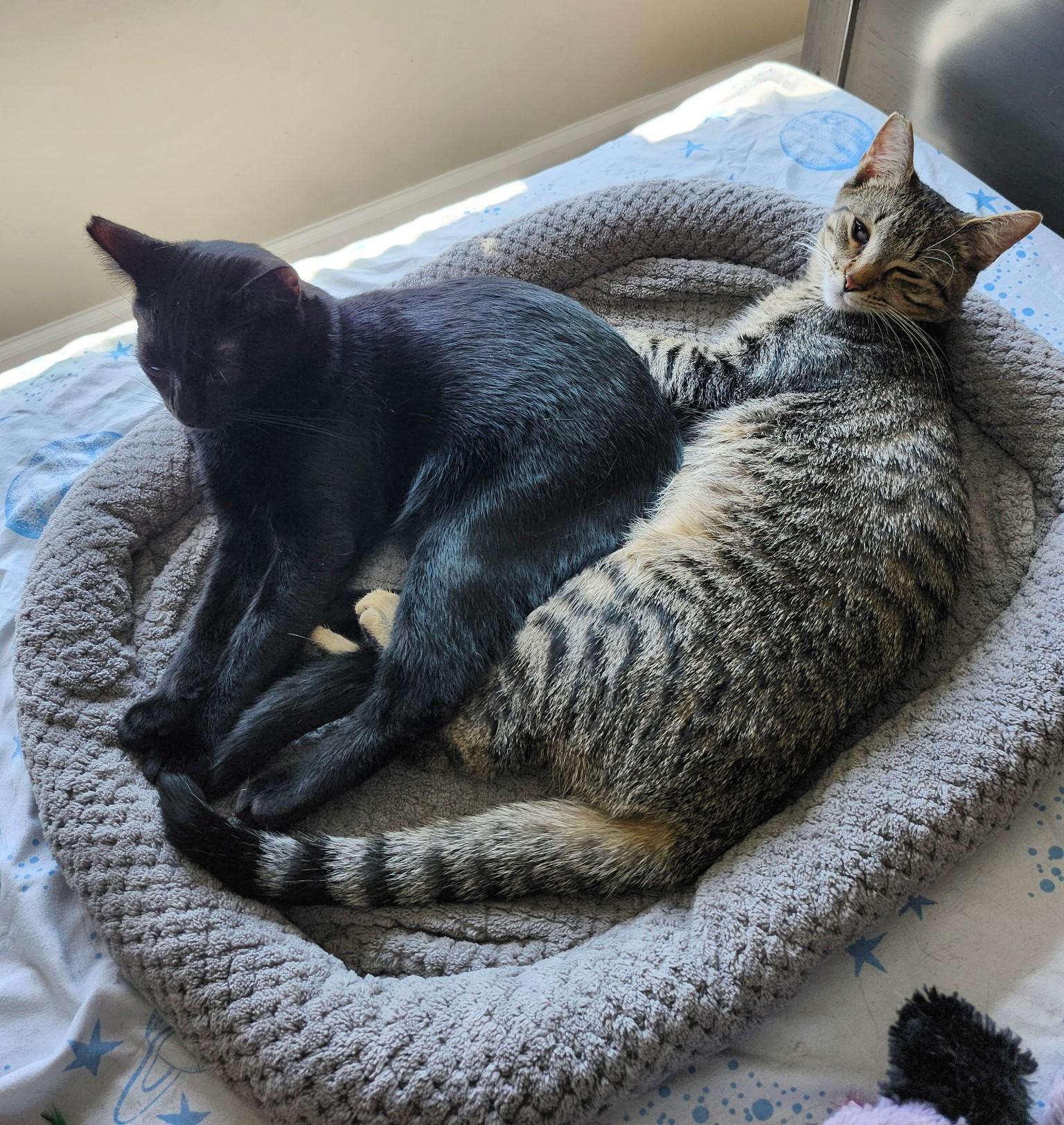 Enlarge Carter & Tucker, a Adoptable mixed breed in Bonaire, GA image 2/6