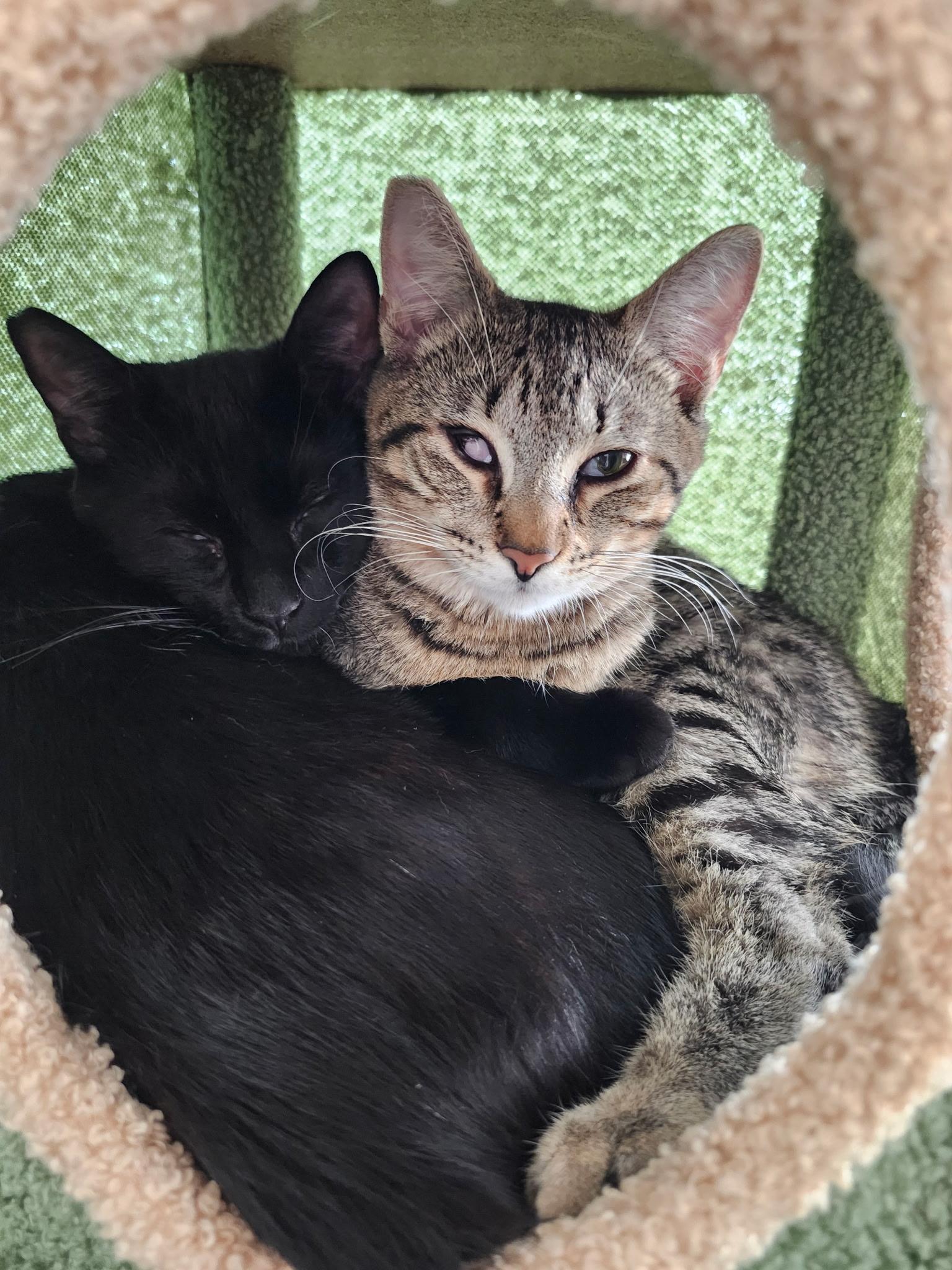 Enlarge Carter & Tucker, a Adoptable mixed breed in Bonaire, GA image 1/6