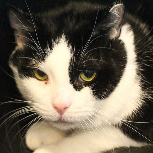 Cat for adoption 24425 Inky, a Domestic Short Hair in Fredericksburg