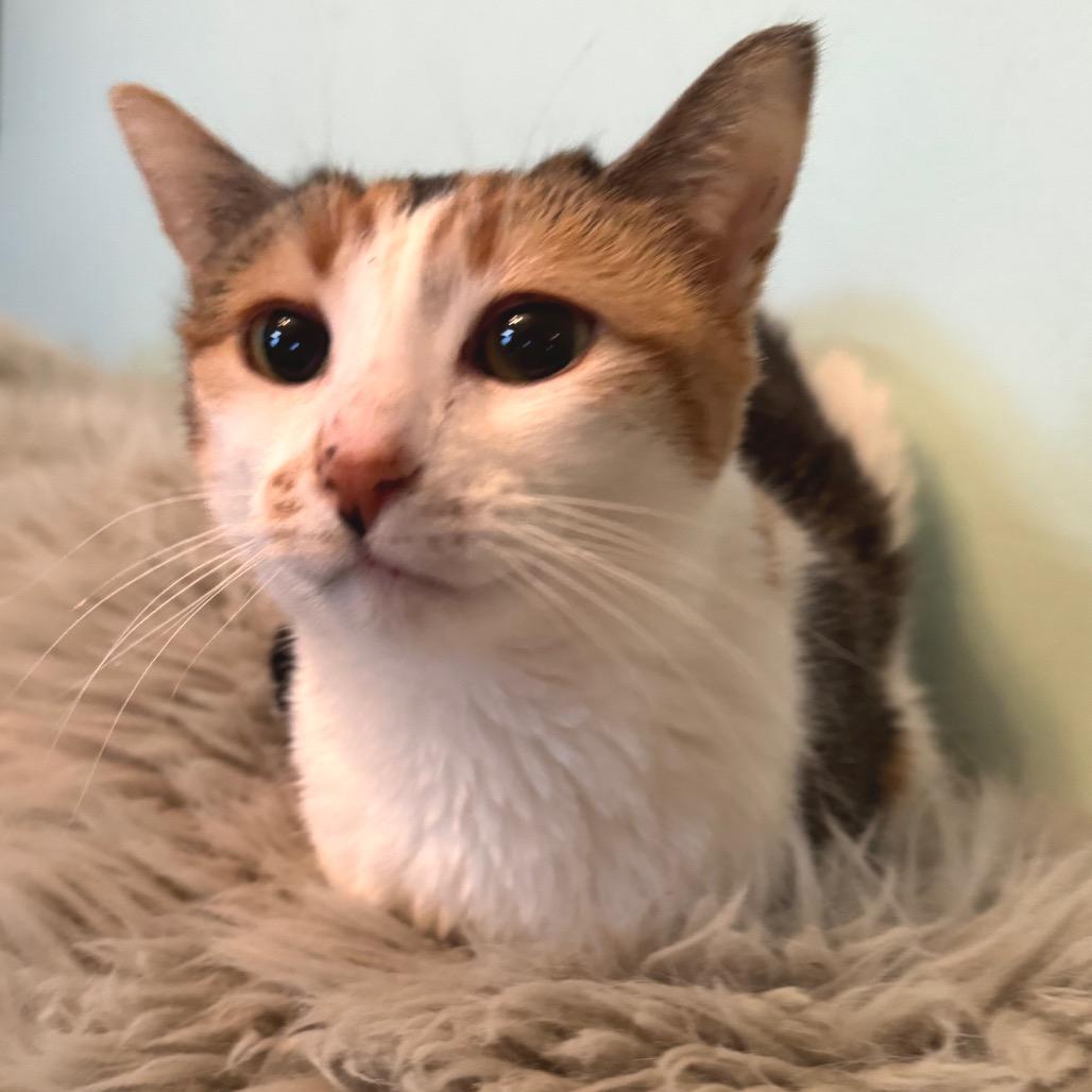 Olivia, a Adoptable Domestic Short Hair in Zimmerman, MN image 1/5