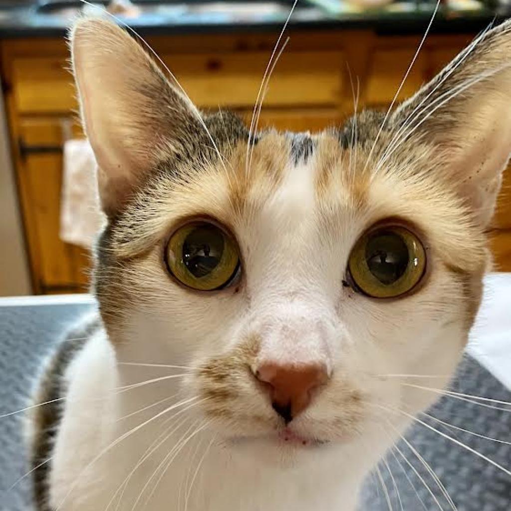 Olivia, a Adoptable Domestic Short Hair in Zimmerman, MN image 2/5