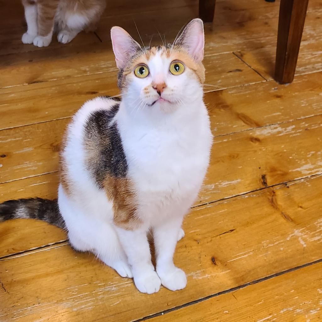 Olivia, a Adoptable Domestic Short Hair in Zimmerman, MN image 3/5