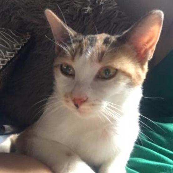 Olivia, a Adoptable Domestic Short Hair in Zimmerman, MN image 4/5