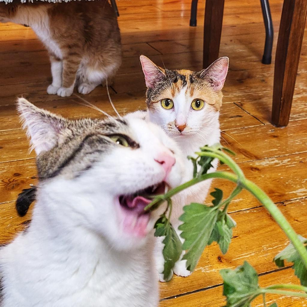 Olivia, a Adoptable Domestic Short Hair in Zimmerman, MN image 5/5