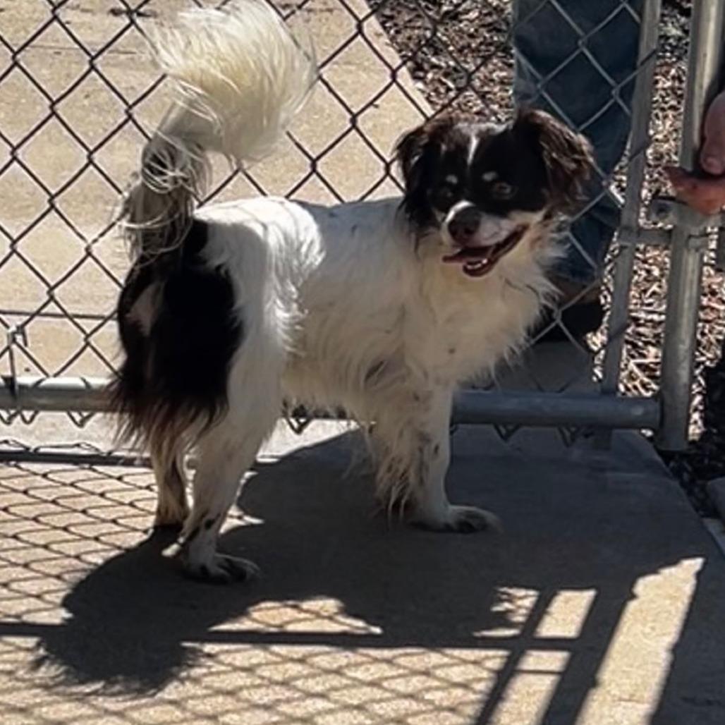 Enlarge Groot, a Adoptable Papillon in Dixon, IL image 1/4