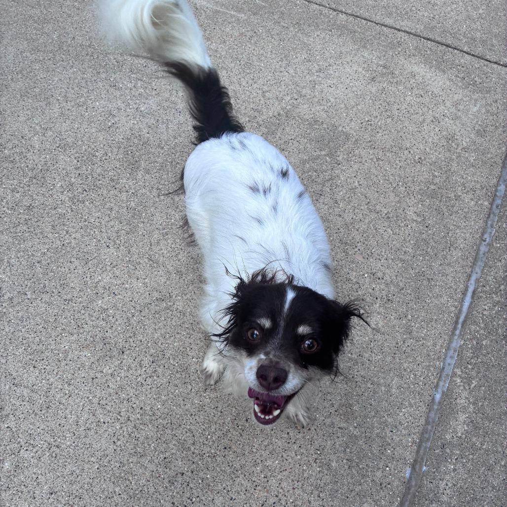 Enlarge Groot, a Adoptable Papillon in Dixon, IL image 2/4