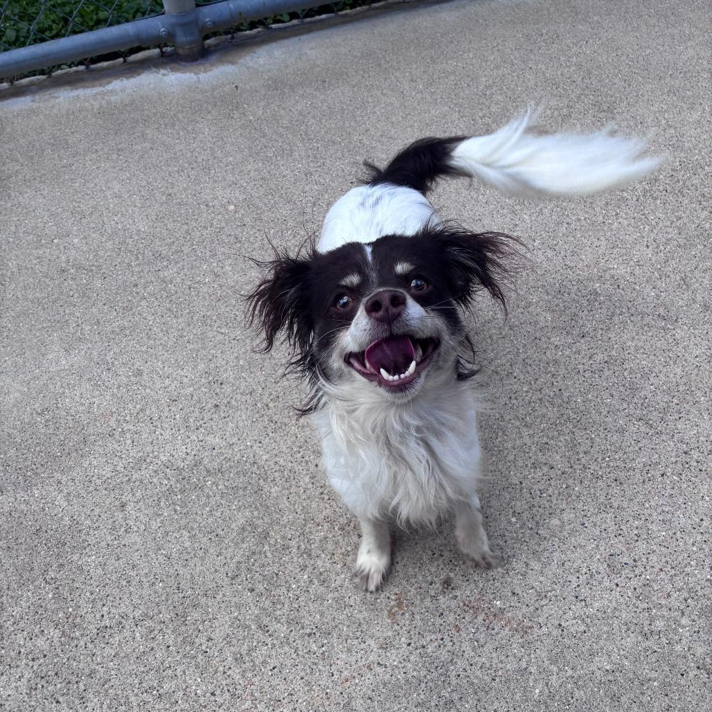 Enlarge Groot, a Adoptable Papillon in Dixon, IL image 3/4