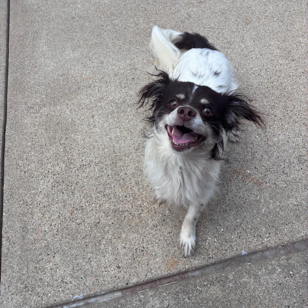 Enlarge Groot, a Adoptable Papillon in Dixon, IL image 4/4