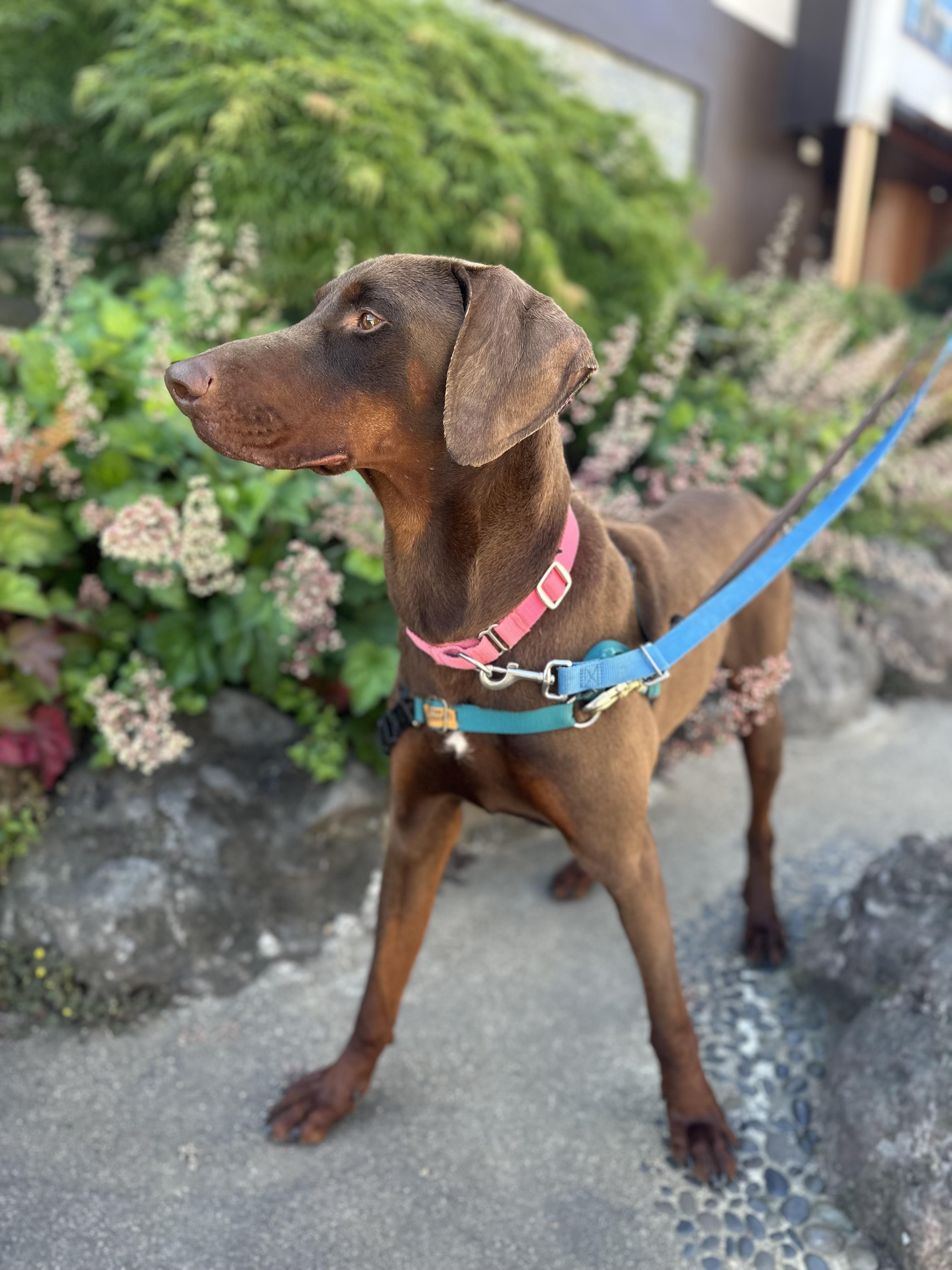 Enlarge Lankie, an adopted mixed breed in Berkeley, CA image 4/6