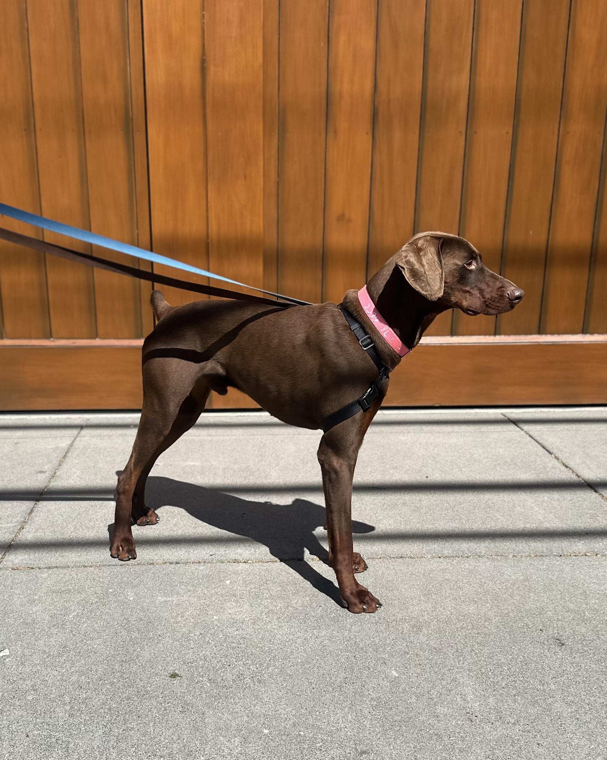 Enlarge Lankie, an adopted mixed breed in Berkeley, CA image 5/6