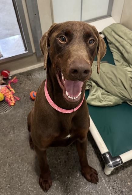 Lankie, adopted, Young Male Doberman Pinscher.