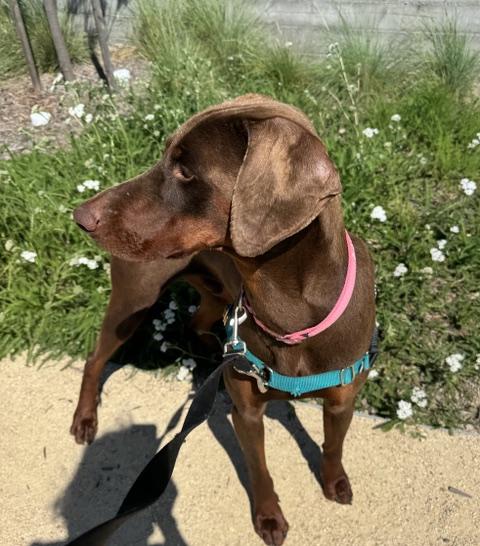 Enlarge Lankie, an adopted mixed breed in Berkeley, CA image 6/6