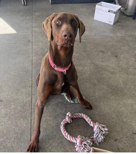 Enlarge Lankie, an adopted mixed breed in Berkeley, CA image 3/6