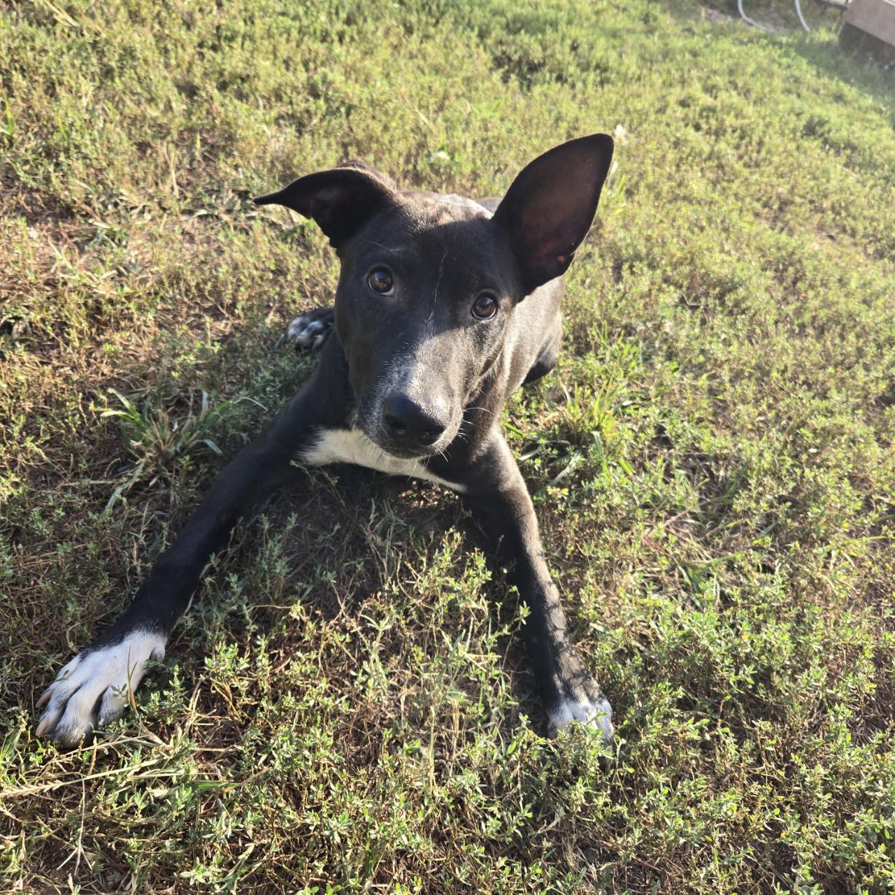 Enlarge Raven, a Adoptable mixed breed image 2/4