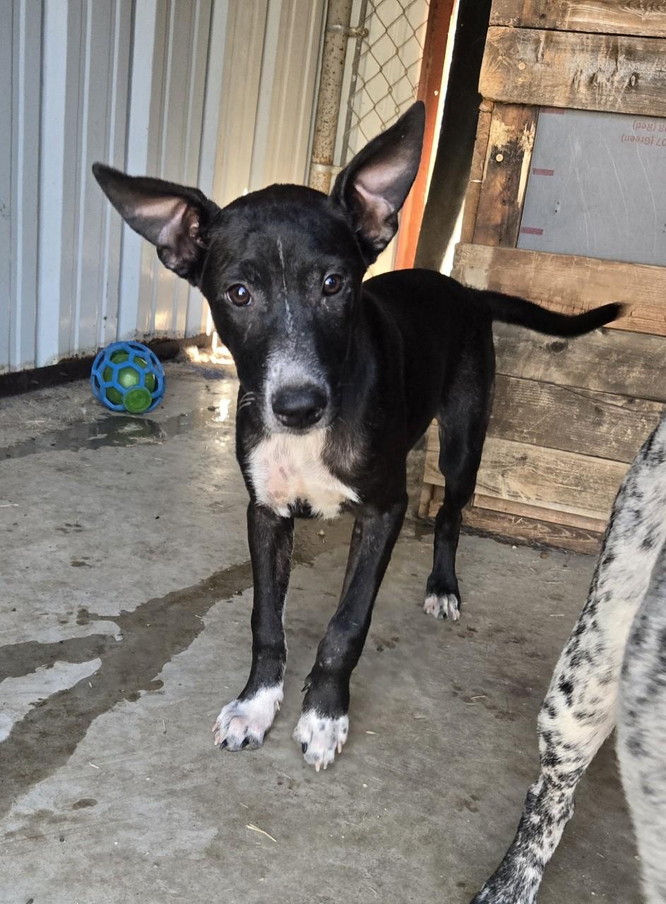 Enlarge Raven, a Adoptable mixed breed image 4/4