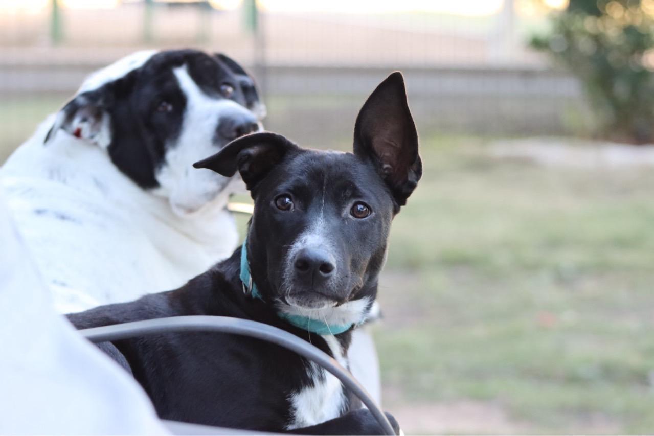 Enlarge Raven, a Adoptable mixed breed image 1/4